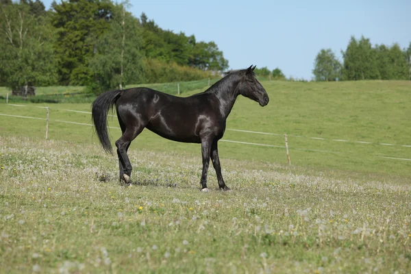 Nice black horse standing on pasturage — Stock Photo, Image