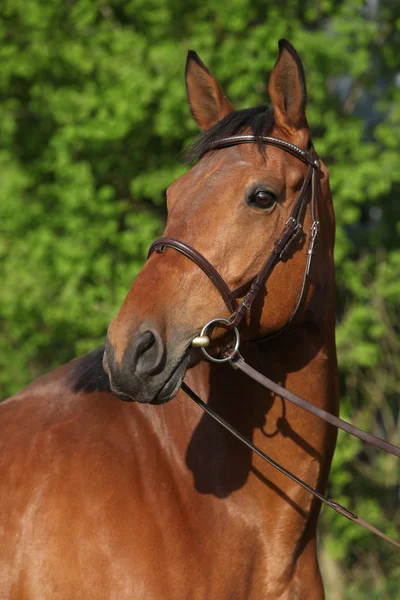 Retrato de hermoso caballo marrón —  Fotos de Stock