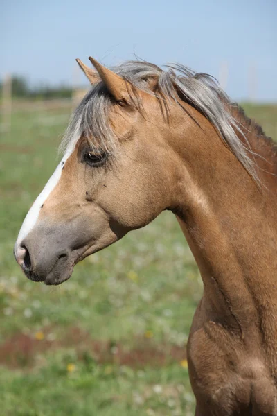 Pěkné sportovní pony stojící na pastvin — Stock fotografie