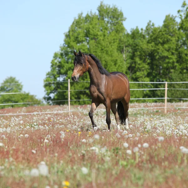 Verbazingwekkende bruin sport pony uitgevoerd op weidegronden — Stockfoto