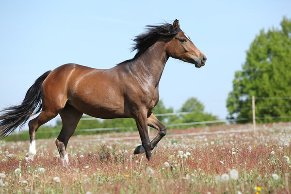 Amazing brown sport pony running on pasturage