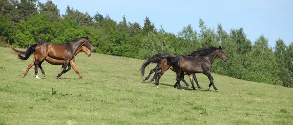 Brown horses running in group — Stock Photo, Image