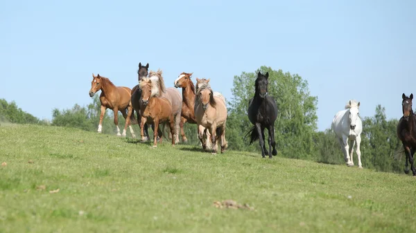 Mycket olika barch av hästar på bete — Stockfoto