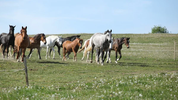 Πολύ διάφορες barch των άλογα που τρέχουν για βοσκή — Φωτογραφία Αρχείου