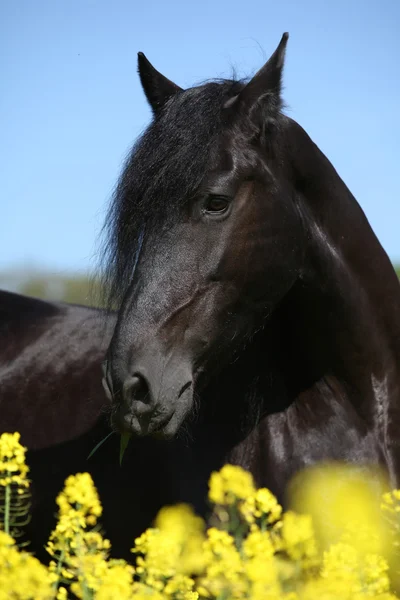 Prachtvolles schwarzes Friesenpferd im Colza-Feld — Stockfoto