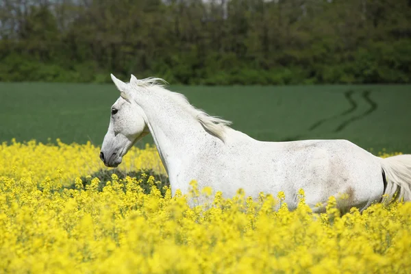 Schöner weißer Furioso läuft in colza Feld — Stockfoto
