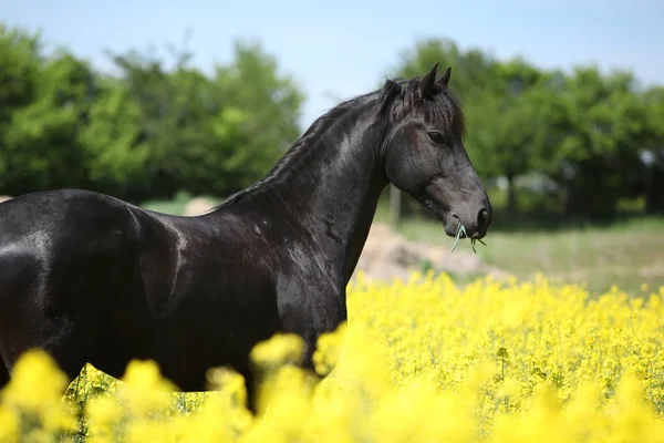 Gorgeous black friesian horse in colza field — Stock Photo, Image