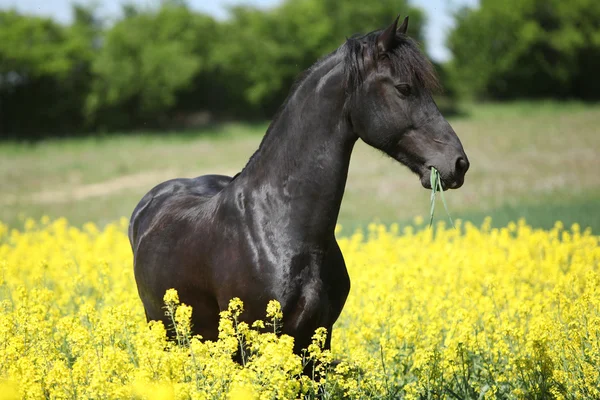 Wspaniały czarny Koń fryzyjski w pole rzepaku — Stockfoto