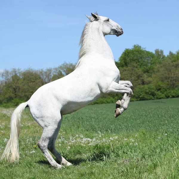 春に跳ね驚くべき白い lipizzaner — ストック写真