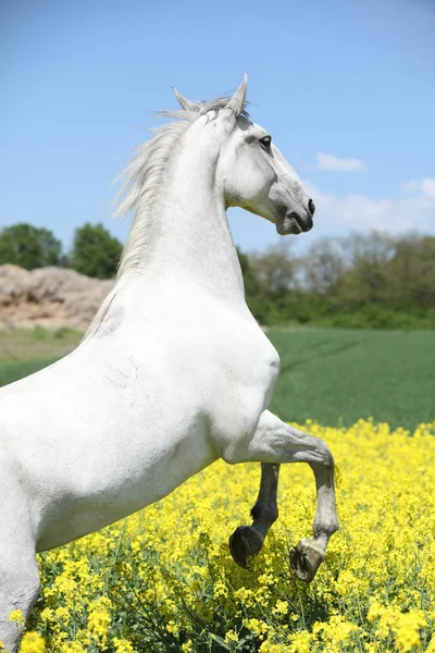 Verbazingwekkende witte Lippizaner steigerende in het voorjaar van — Stockfoto