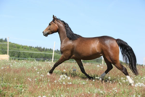 Erstaunliche braune Sport-Pony läuft auf Weide — Stockfoto