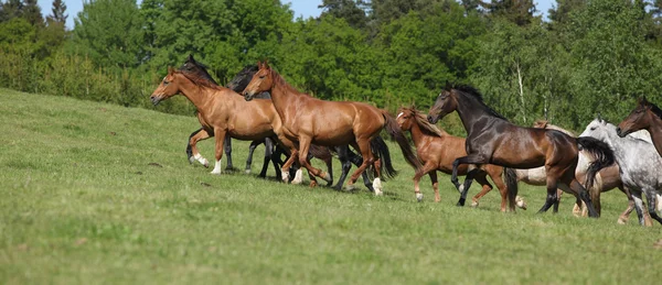 Nagyon különböző barch legeltetés futó lovak — Stock Fotó