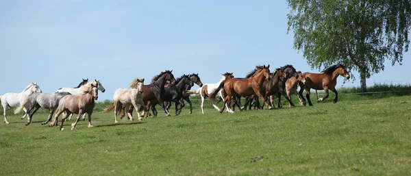 很多 barch 的马在牧场上运行 — 图库照片