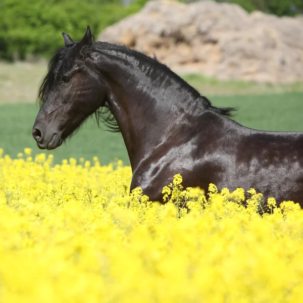 Erstaunliche friesische Pferd läuft in colza Feld — Stockfoto