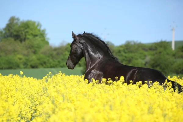 Verbazingwekkende Friese paard uitgevoerd in raapzaad veld — Stockfoto