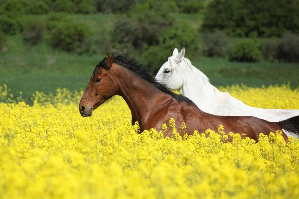 Beautifull brown and white horses running in yellow flowers — Stock Photo, Image