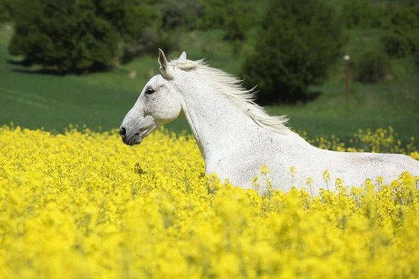 Schöner weißer Furioso läuft in colza Feld — Stockfoto