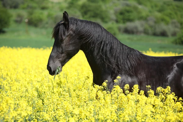 Niesamowite Koń fryzyjski działa w dziedzinie rzepiku — Zdjęcie stockowe