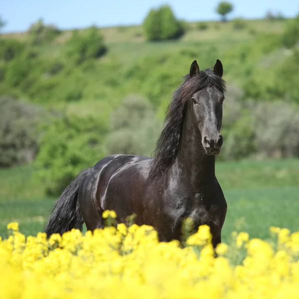 菜種のフィールドで実行している驚くほどのフリージアン馬 — ストック写真