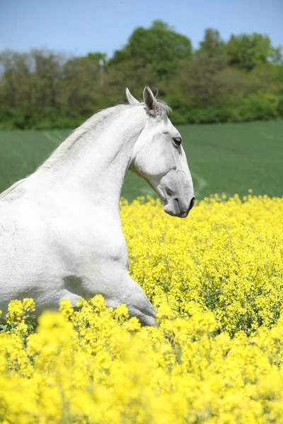 White lipizzaner in colza field — Stock Photo, Image