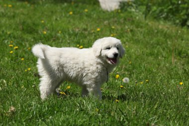 Slovakça chuvach duran çim güzel köpek yavrusu