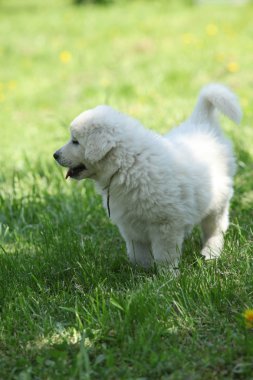 Slovakça chuvach duran çim güzel köpek yavrusu