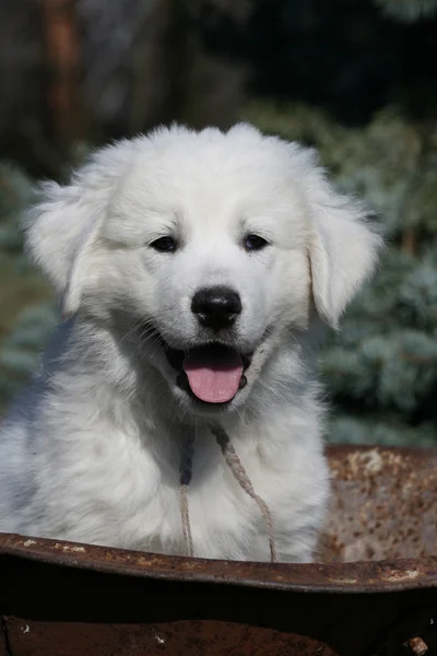 Leuke puppy van Slowaakse Cuvac in het gras — Stockfoto