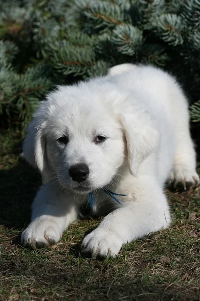 Amazing white puppy of Slovakian chuvach lying in the grass — Stock Photo, Image