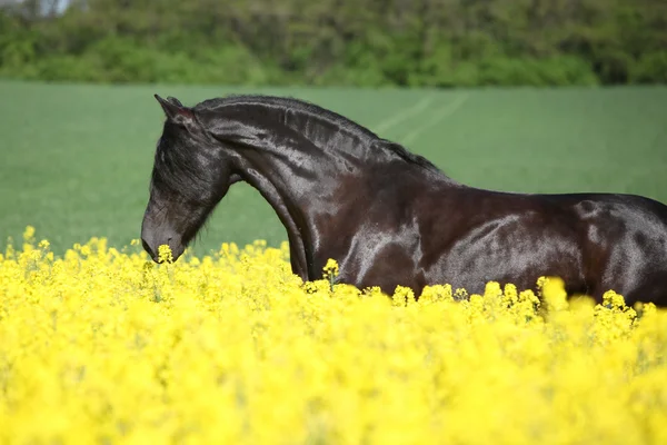 Niesamowite Koń fryzyjski działa w dziedzinie rzepiku — Zdjęcie stockowe