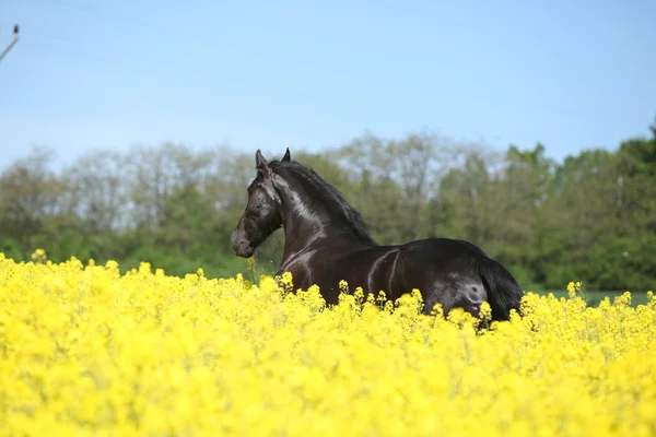 Verbazingwekkende Friese paard uitgevoerd in raapzaad veld — Stockfoto