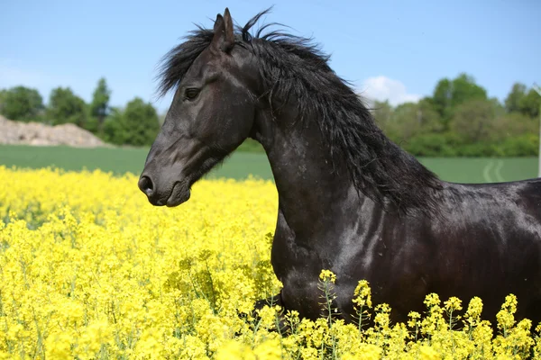 Erstaunliche friesische Pferd läuft in colza Feld — Stockfoto