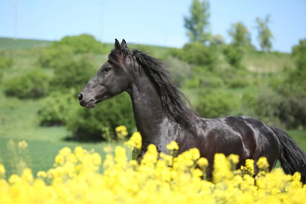 Erstaunliche friesische Pferd läuft in colza Feld — Stockfoto