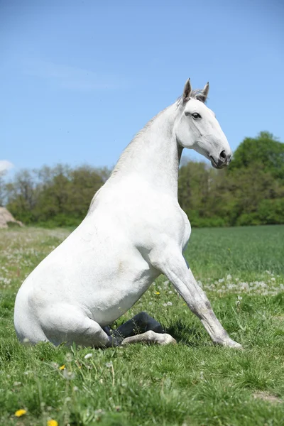 Amazing sitting horse in nature — Stock Photo, Image