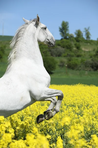 Erstaunliche weiße Lipizzaner tänzeln im Frühling — Stockfoto