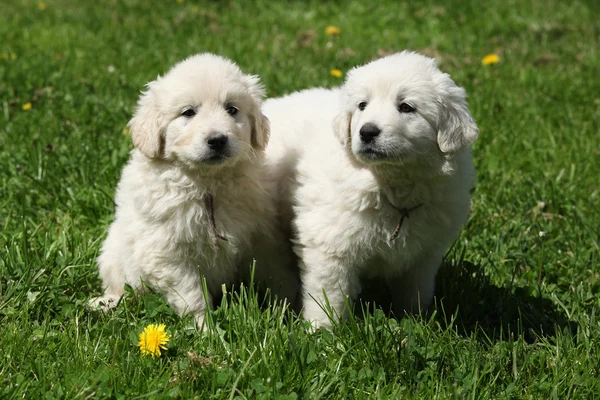 Два щенка словацкого чувака — стоковое фото