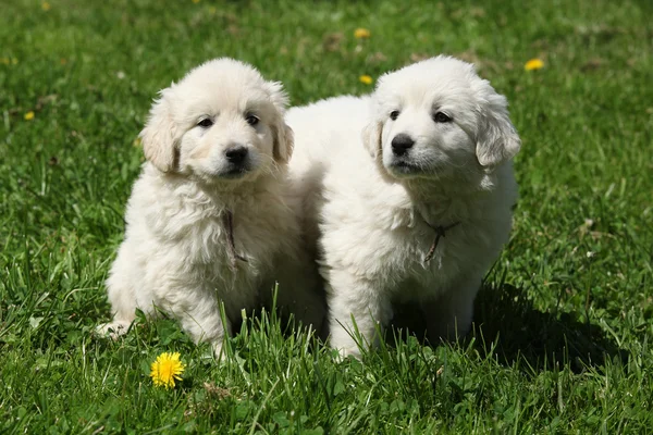 Dos cachorros de chuvach eslovaco —  Fotos de Stock