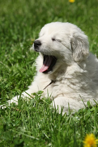 Amazing white puppy of Slovakian chuvach lying in the grass — Stock Photo, Image