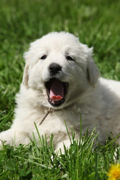 Úžasné bílé štěně slovenského chuvach ležící v trávě — Stock fotografie
