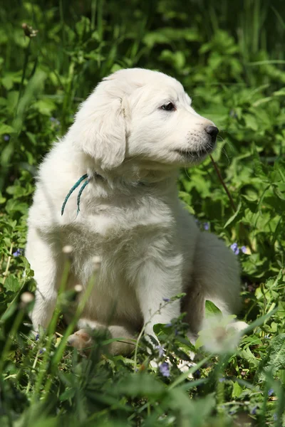 Bel cucciolo di chuvach slovacco nell'erba — Foto Stock