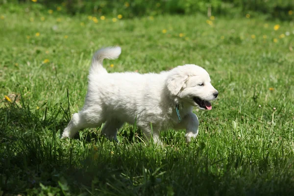 Lindos cachorrinho branco de corrida chuvach eslovaco — Fotografia de Stock