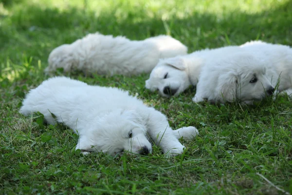 Amazing white puppies of Slovakian chuvach lying in the grass — Stock Photo, Image