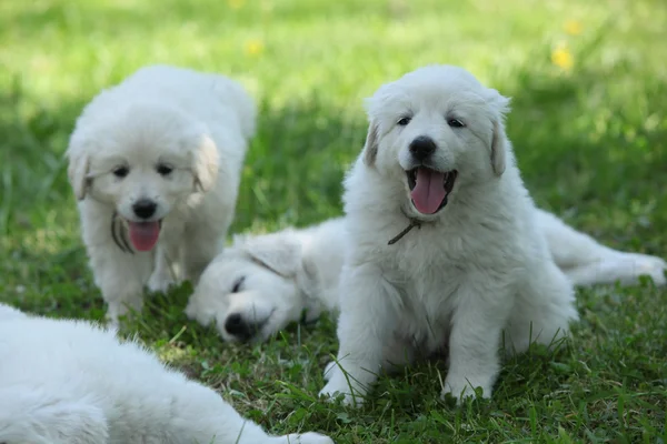 Amazing white puppies of Slovakian chuvach lying in the grass — Stock Photo, Image