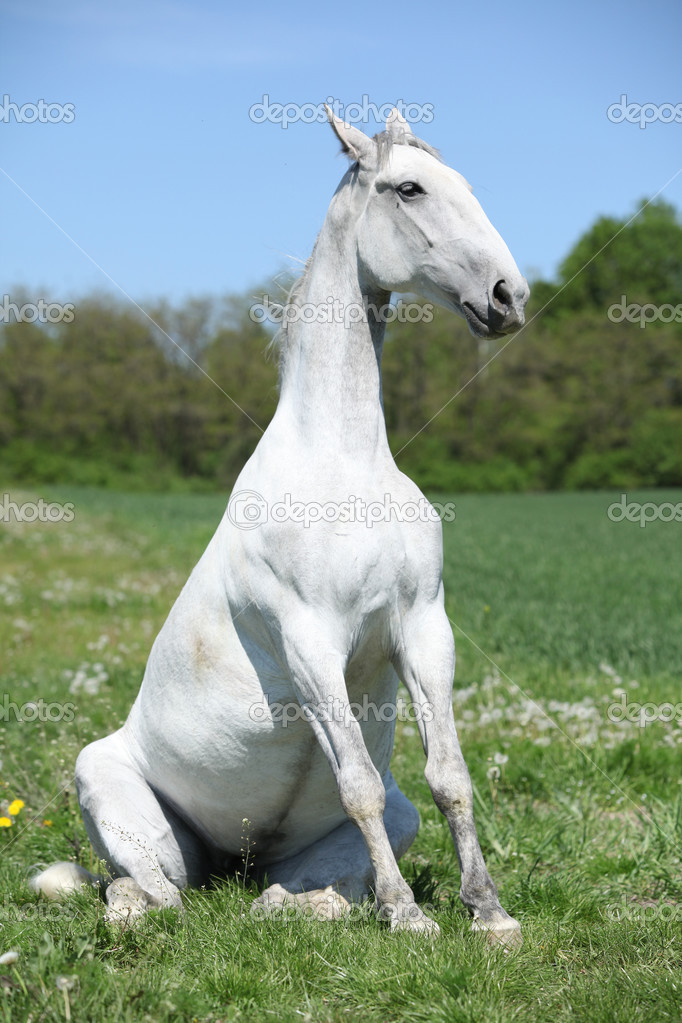Amazing sitting horse in nature — Stock Photo © Zuzule 50299627