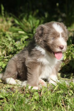 güzel sakallı kömür ocağı