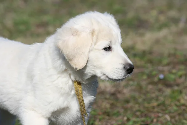 Beau chiot de chuvach slovaque debout dans l'herbe — Photo