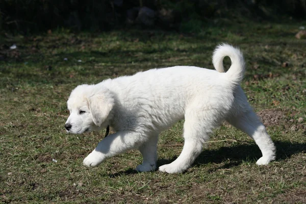 Hermoso cachorro blanco de chuvach eslovaco corriendo —  Fotos de Stock