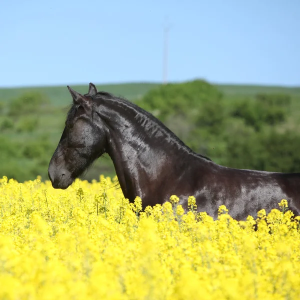 Amazing friesian horse running in colza field — Stock Photo, Image