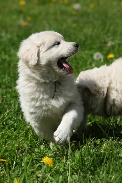 Bel cucciolo di chuvach slovacco nell'erba — Foto Stock