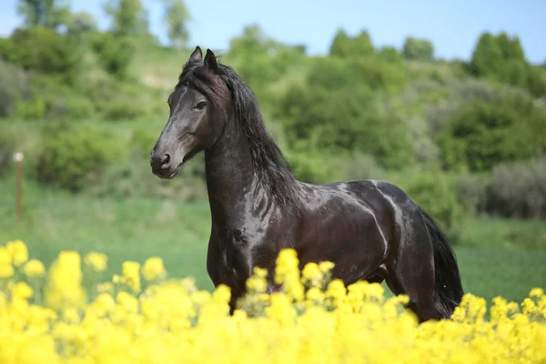 Incredibile cavallo frisone in esecuzione nel campo di colza — Foto Stock