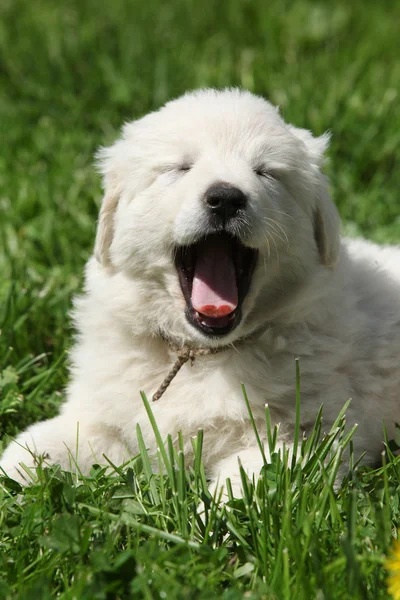 Amazing white puppy of Slovakian chuvach lying in the grass — Stock Photo, Image